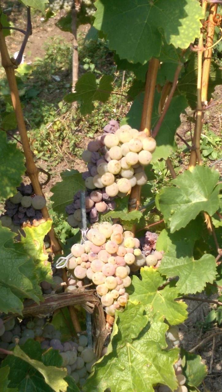 Wein- Und Gaestehaus Genetsch Lieser Exteriör bild